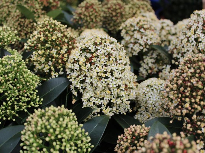 Skimmia japonica 'Fragrant Cloud'-0