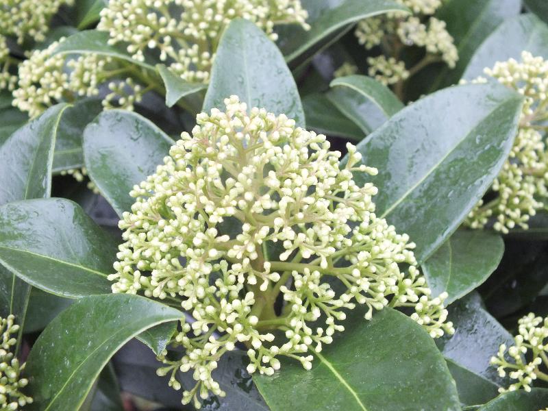 Skimmia japonica 'Fragrant Cloud'-15515