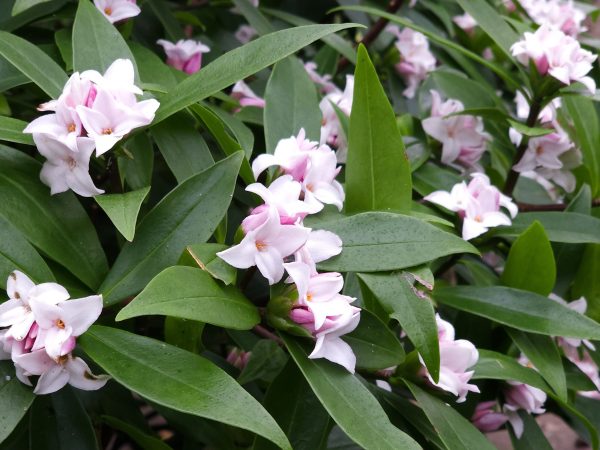 Daphne odora 'Perfume Princess'-0