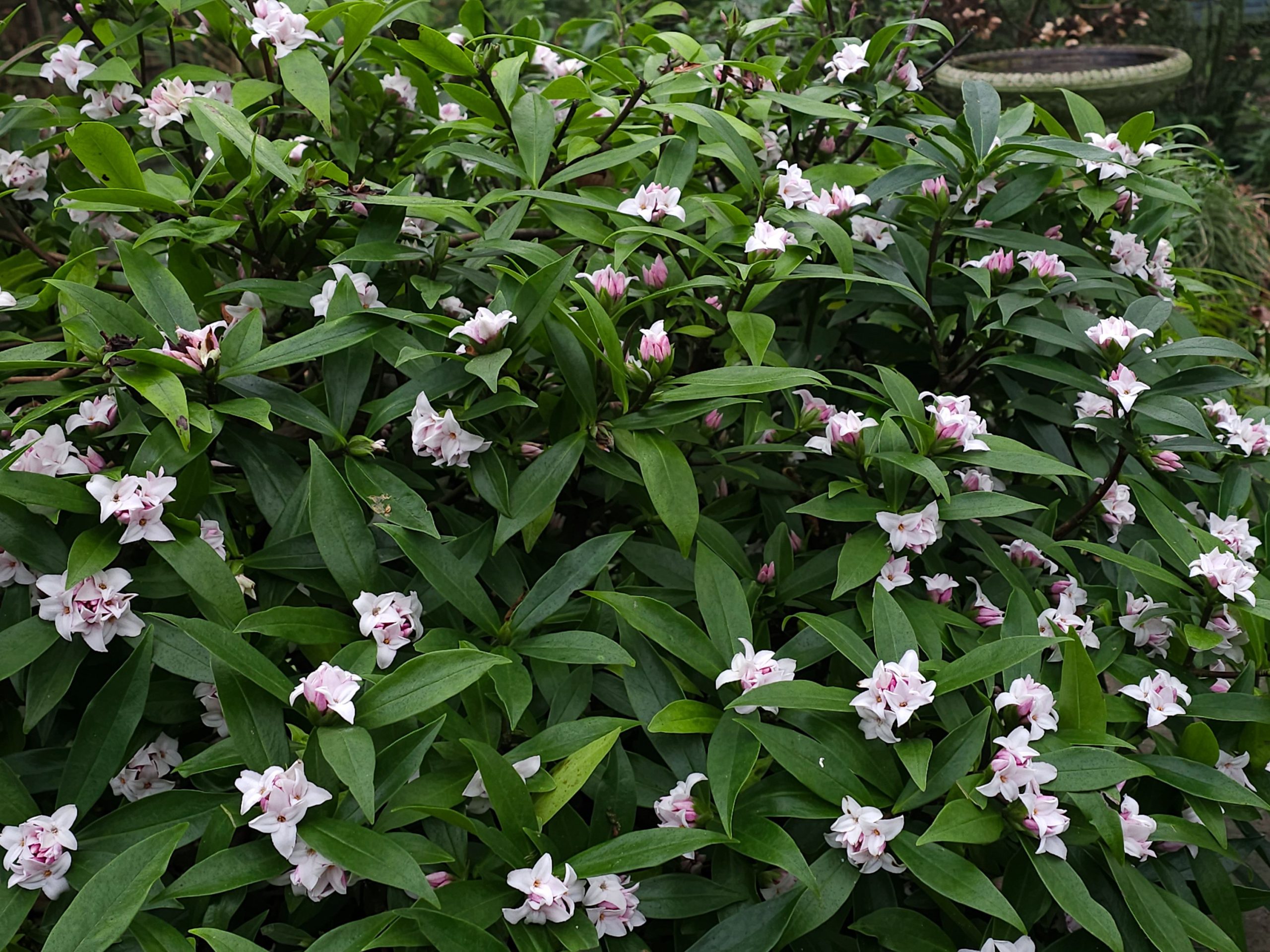 Daphne odora 'Perfume Princess'-26494