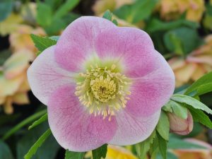 Helleborus x hybridus (Ashwood Garden Hybrids) Single silver backed pink shades-0