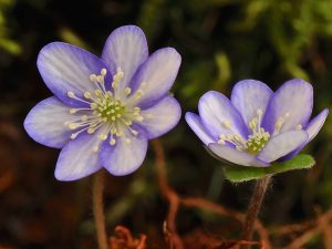 Hepatica nobilis 'Blue Bicolour Group'-0