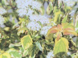 Cornus alternifolia 'Golden Shadow'-0