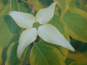Cornus kousa 'Bonfire'-0