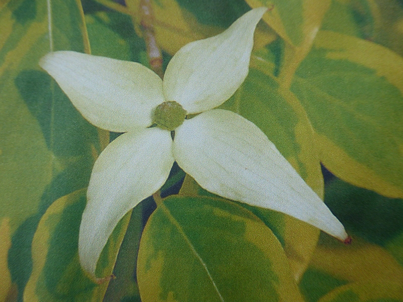 Cornus kousa 'Bonfire'-0