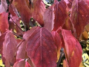 Cornus kousa 'Copacabana'-0
