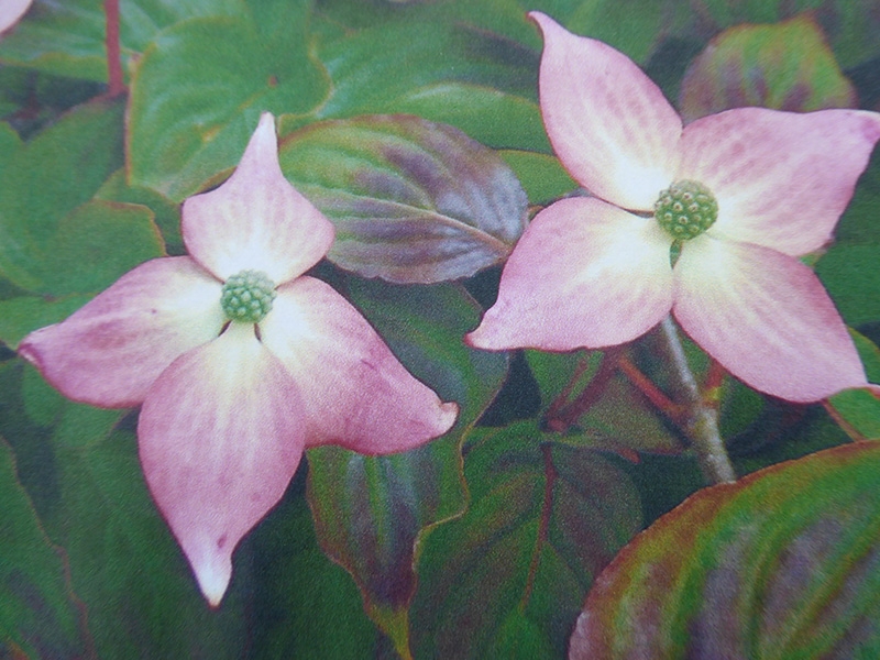 Cornus kousa 'Kea'-0