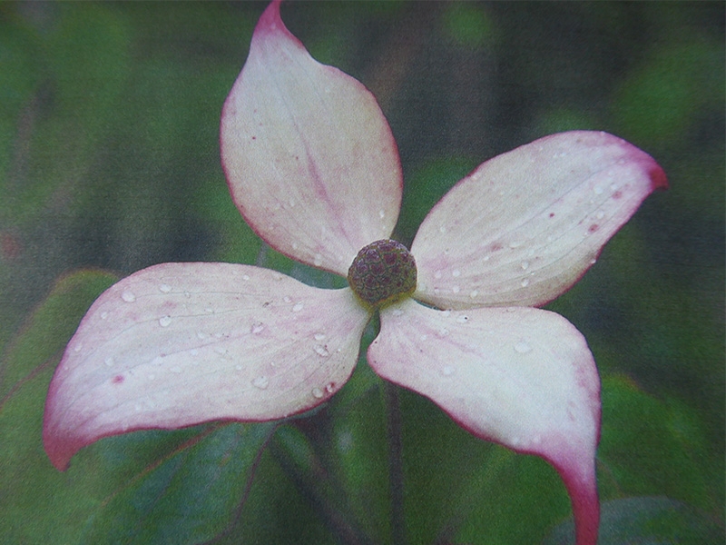 Cornus kousa 'Kea'-15814