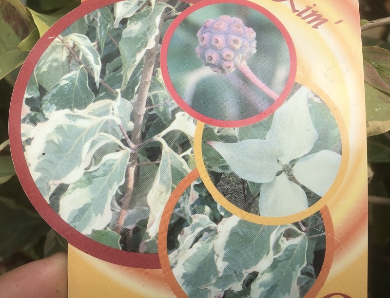 Cornus kousa 'Kim'-0