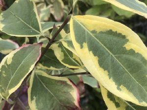 Cornus kousa 'Summer Gold'-0