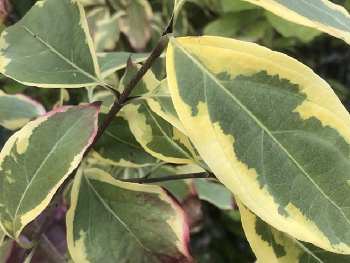 Cornus kousa 'Summer Gold'-0