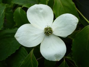 Cornus kousa 'Tsukuba no mine'-0