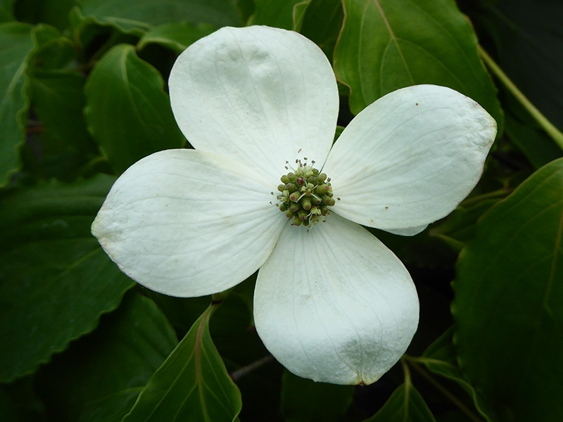 Cornus kousa 'Tsukuba no mine'-0