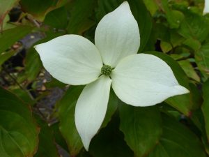 Cornus kousa 'White Tetra'-0