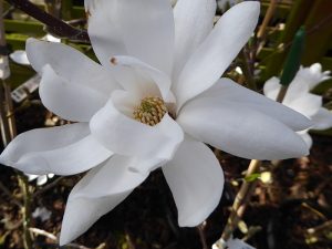 Magnolia x loebneri 'Donna'-0