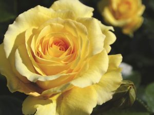 Rosa Sommergold 'Noa51071'-0