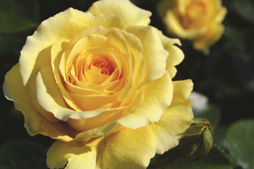 Rosa Sommergold 'Noa51071'-0