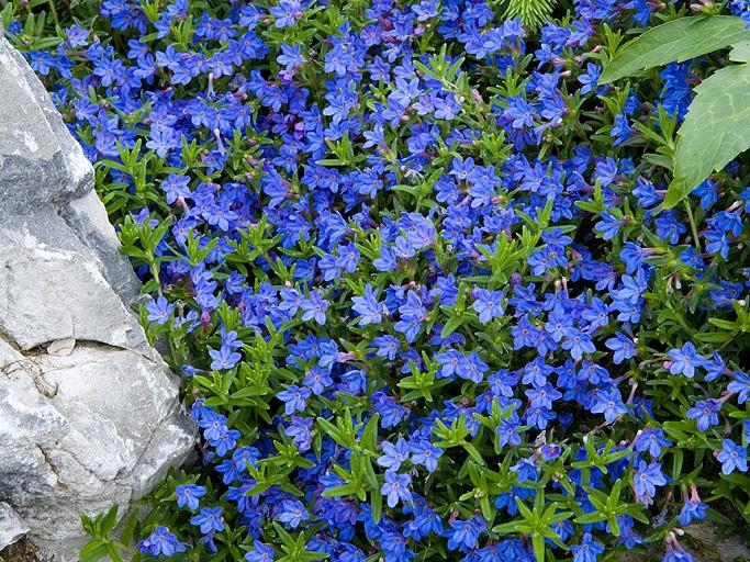 Lithodora diffusa 'Heavenly Blue'-0