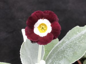 Primula auricula 'Alice Haysom'-0