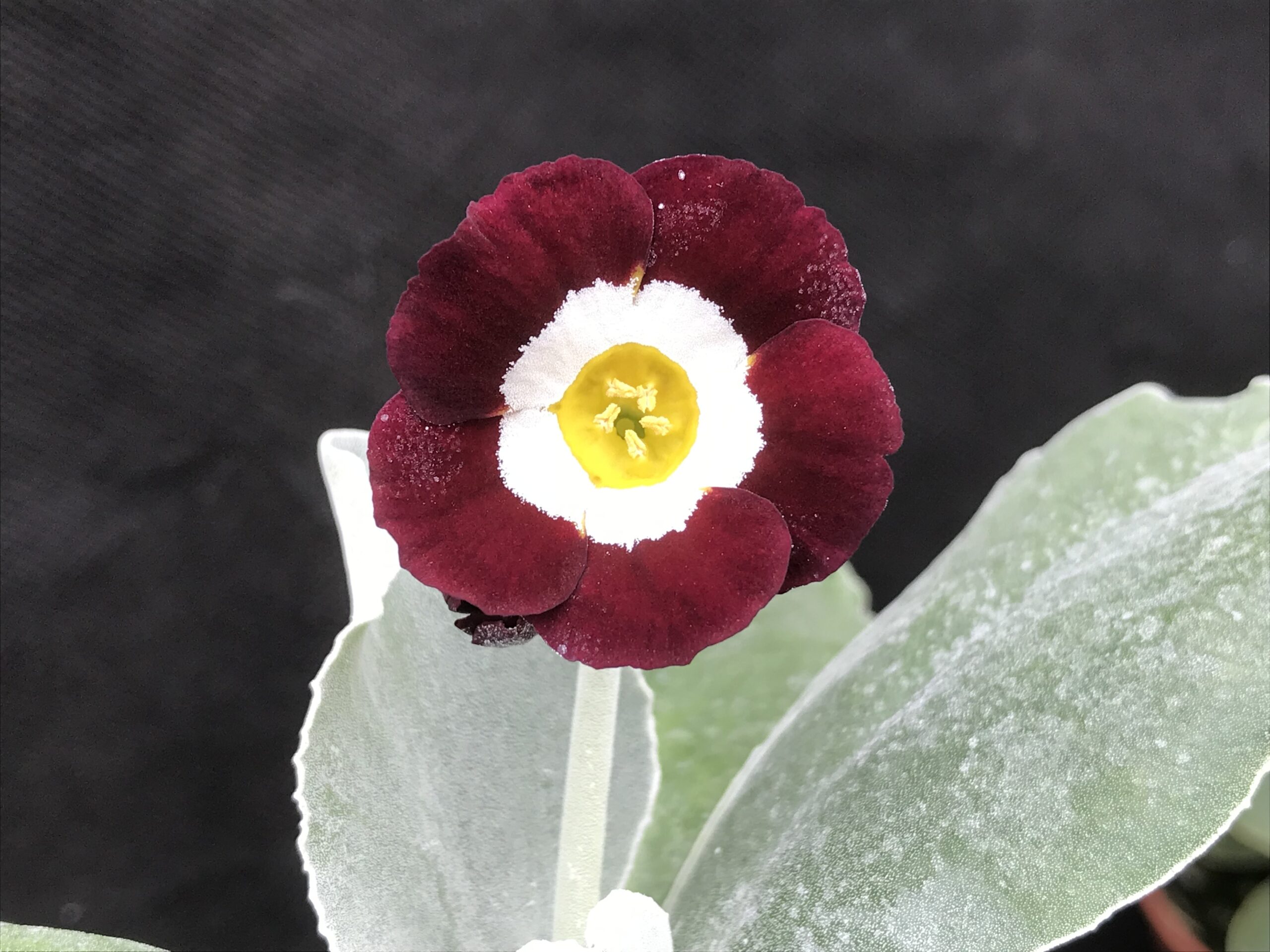 Primula auricula 'Alice Haysom'-0