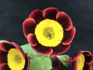 Primula auricula Amicable-0