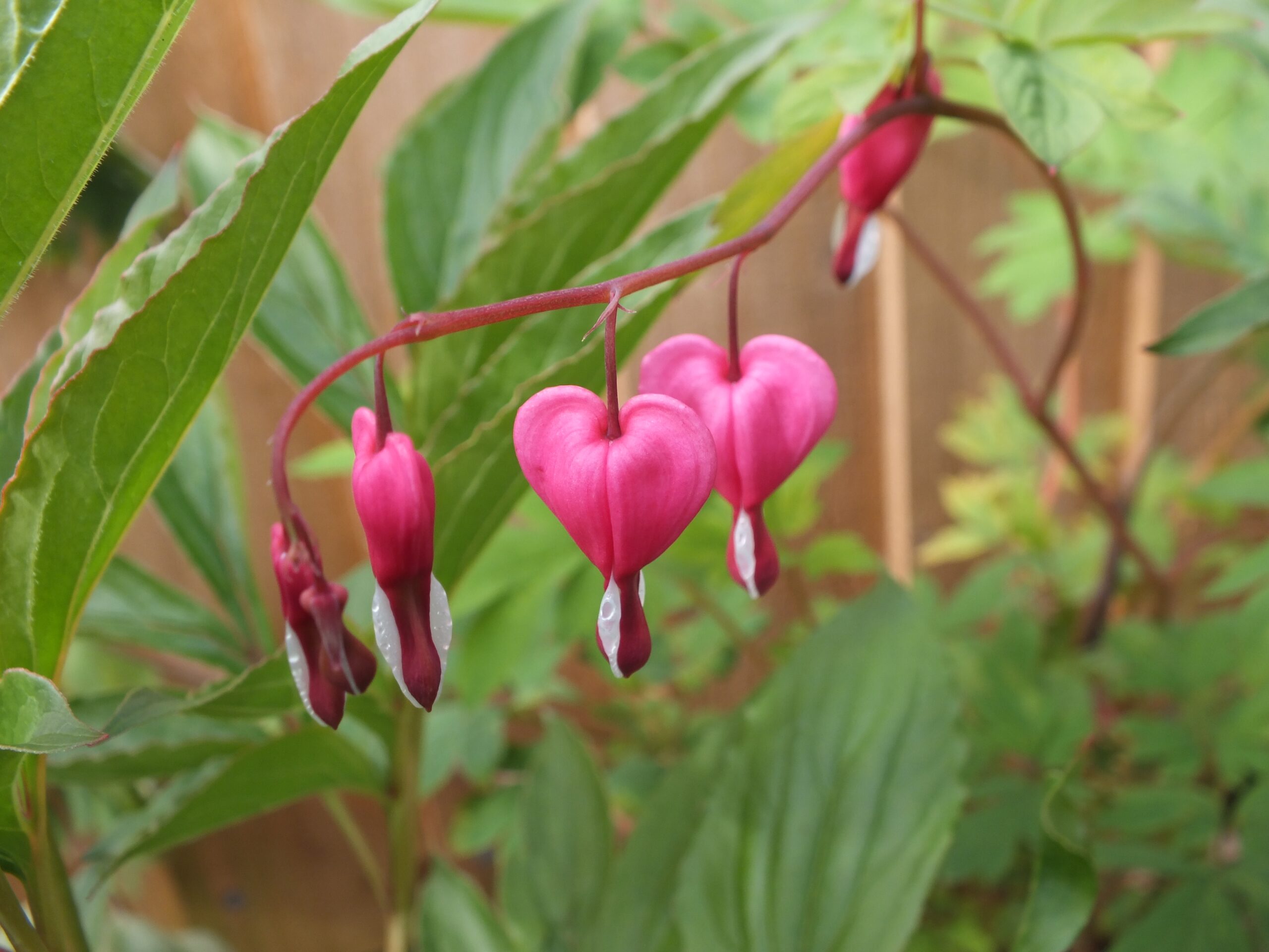 Dicentra spectabilis-0