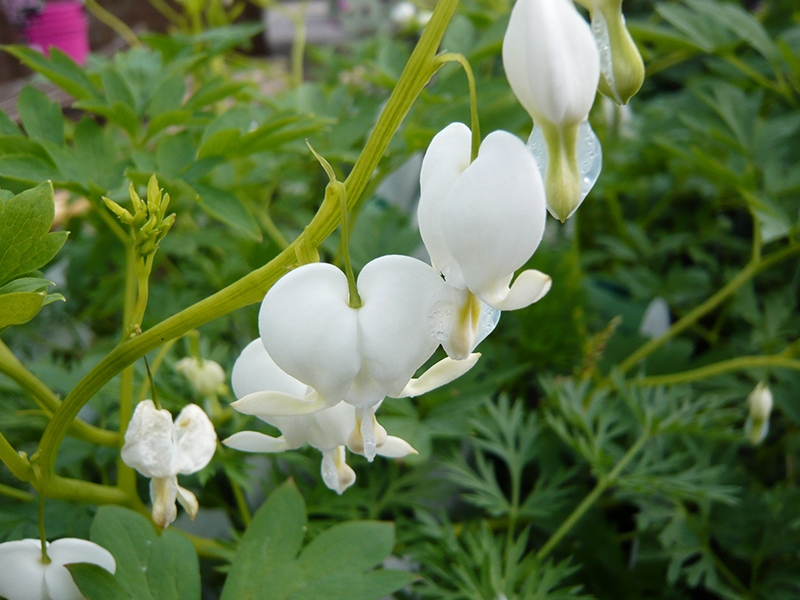 Dicentra spectabilis 'Alba'-0