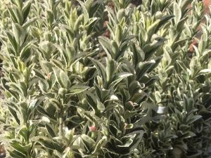 Euonymus japonicus 'White Spire'-0