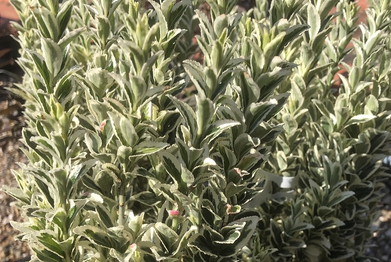 Euonymus japonicus 'White Spire'-0