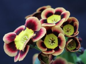 Primula auricula Dragons Hoard-0