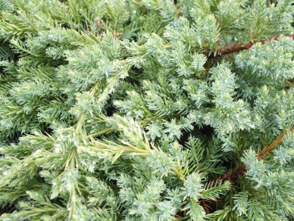 Juniperus squamata 'Holger' -0