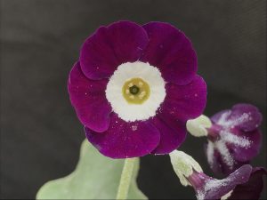 Primula auricula 'Lilac Domino'-0