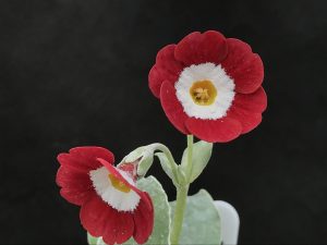 Primula auricula 'Mojave'-0