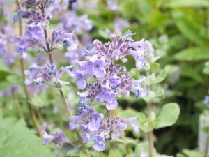 Nepeta grandiflora 'Summer Magic'-0