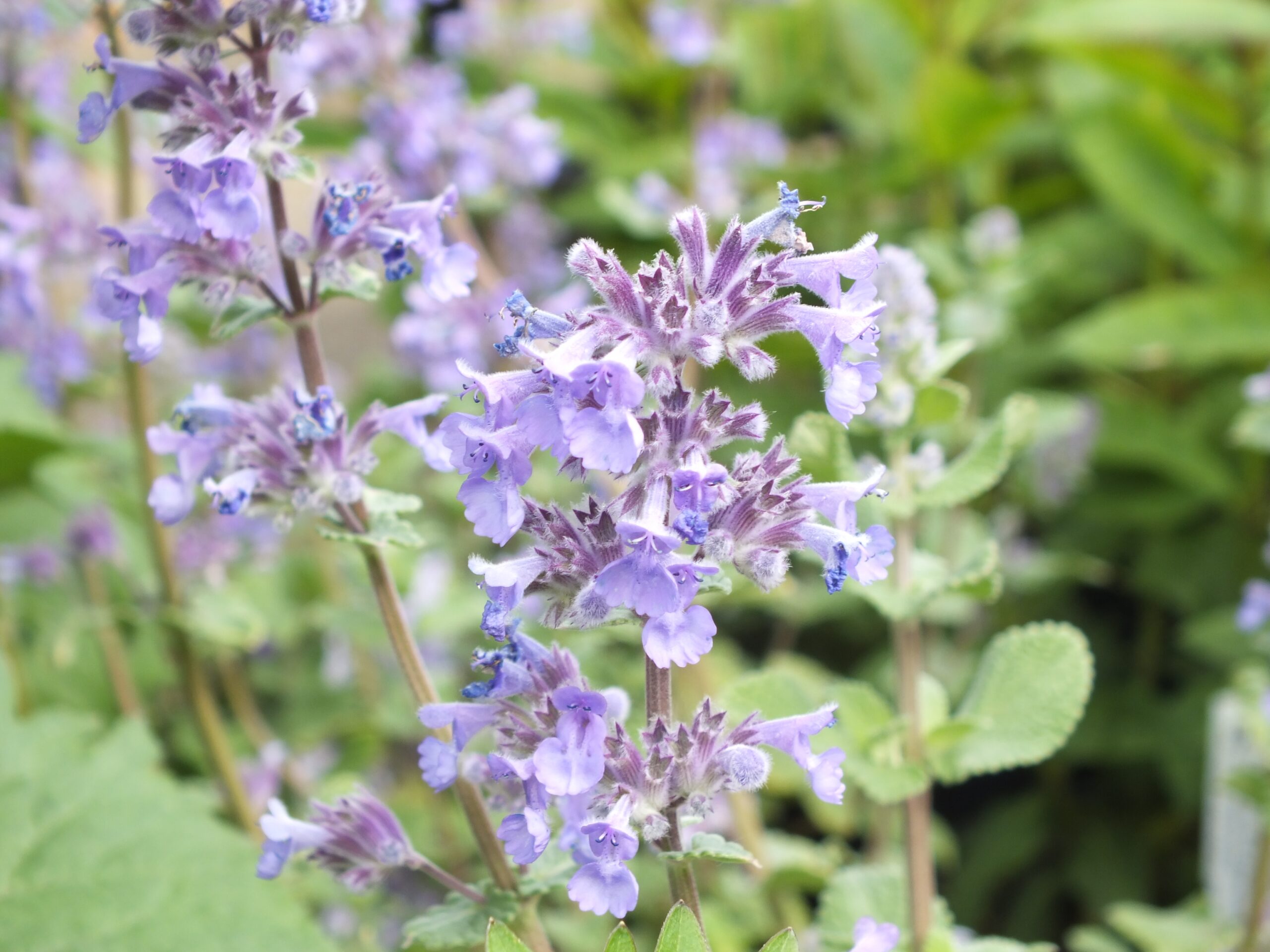 Nepeta grandiflora 'Summer Magic'-0