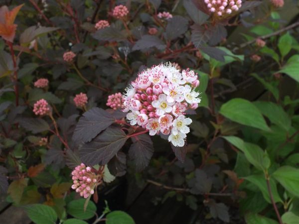 Physocarpus opulifolius Diable D'Or = 'Mindia' (PBR)-0