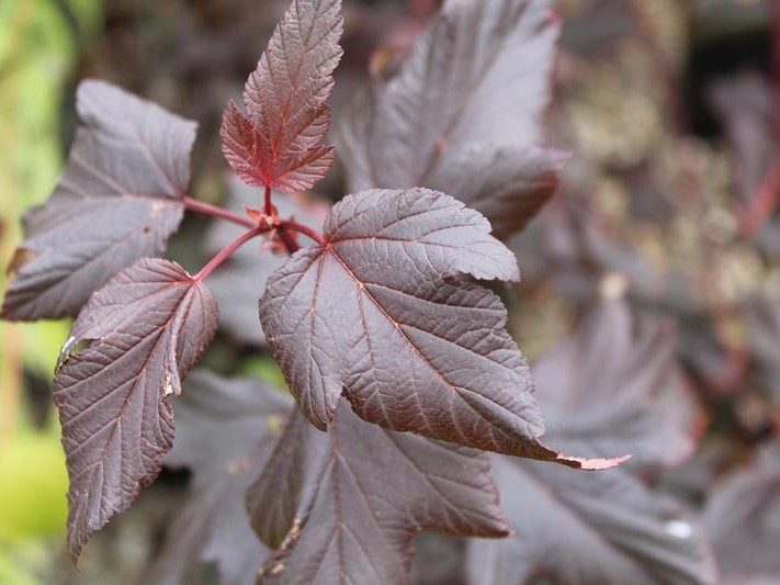 Physocarpus opulifolius Diable D'Or = 'Mindia' (PBR)-26453