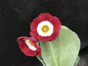 Primula auricula 'The Bishop'-0