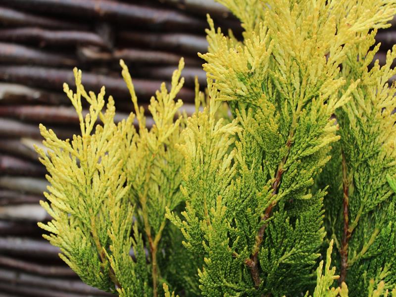 Thuja plicata 'Stoneham Gold' 3L-0