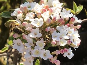 Viburnum x burkwoodii-0