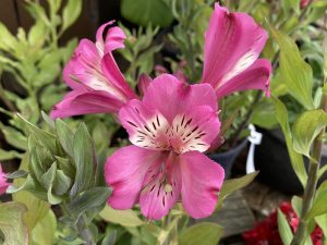 Alstroemeria 'Summer Saint'-0