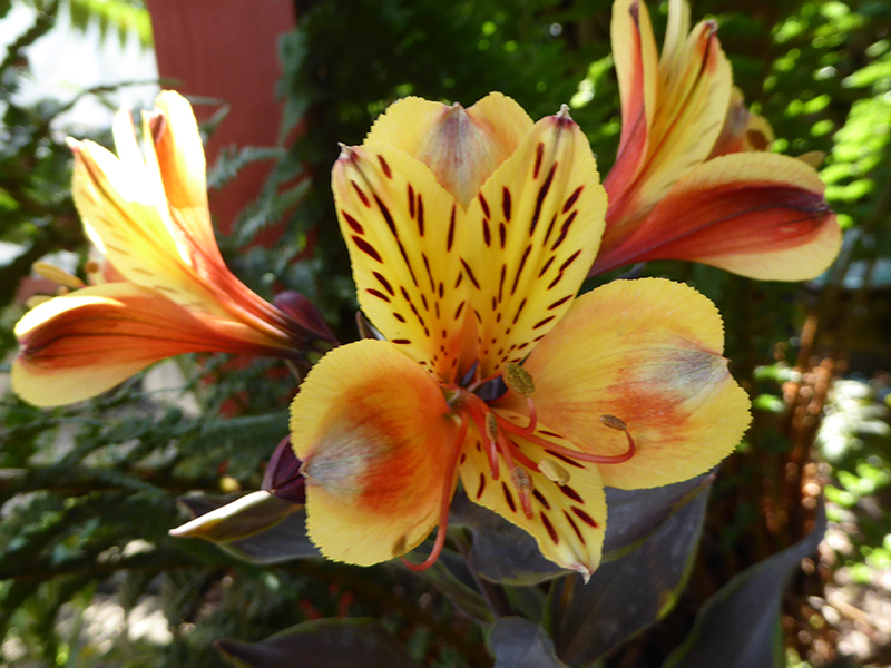Alstroemeria 'Summer Breeze'-0