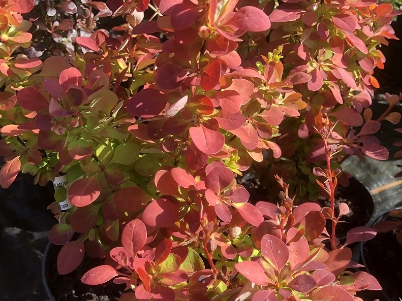 Berberis thunbergii 'Orange Sunrise'-0