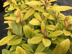 Escallonia 'Glowing Embers'-0