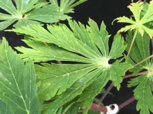 Acer japonicum 'Acontifolium'-0