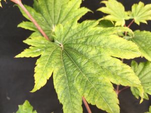 Acer japonicum 'Vitifolium'-0