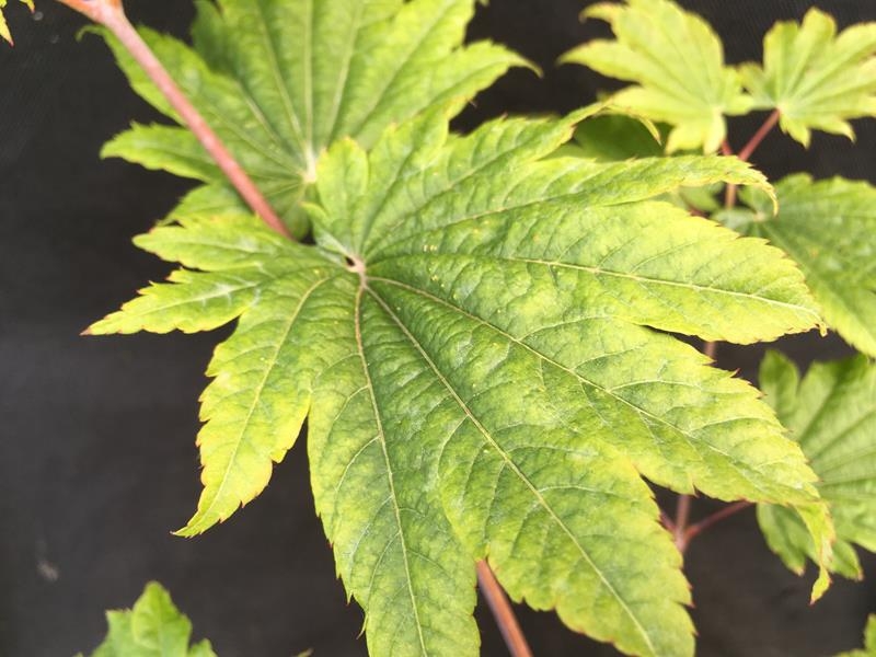 Acer japonicum 'Vitifolium'-0