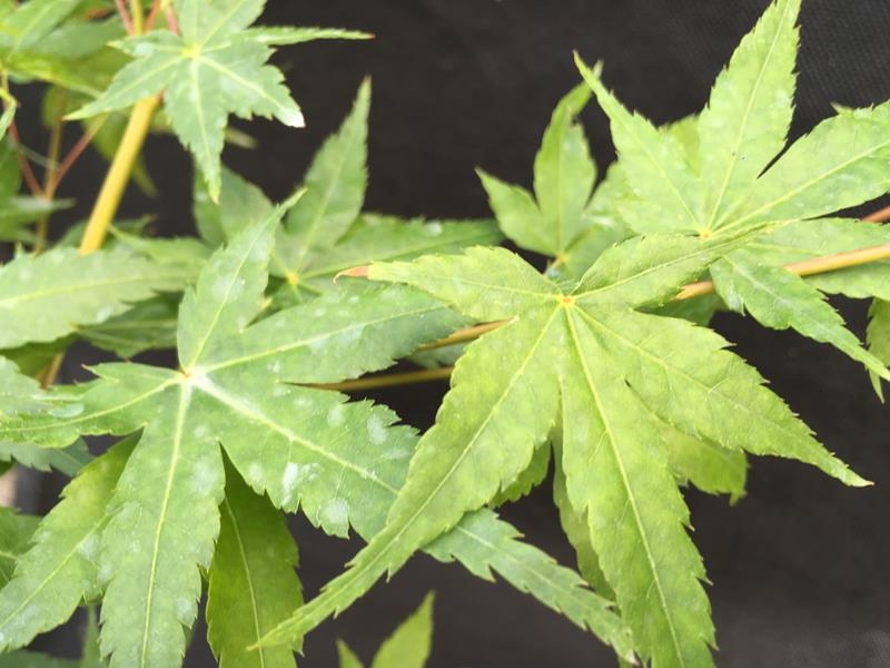 Acer palmatum 'Bi-Hoo'-0