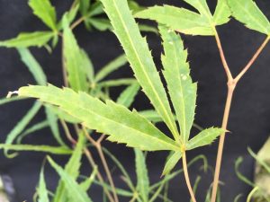 Acer palmatum 'Koto-no-ito'-0