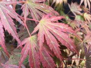 Acer Palmatum 'Momiji Gawa'-0
